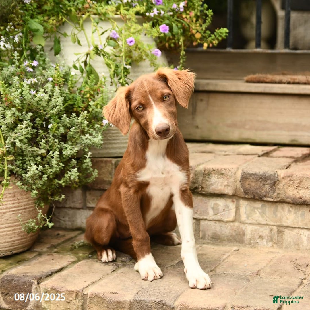 Border Collie dogs for sale: Jewels - Image 1