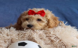 Bichpoo dogs for sale: Tyson - Image 15