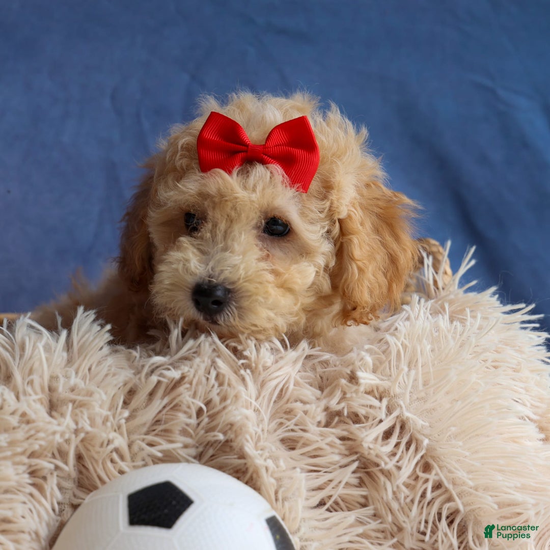 Bichpoo dogs for sale: Tyson - Image 15