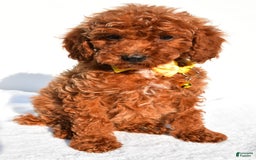 Miniature Poodle dogs for sale: Miniature Poodle 5 puppies - Image 3