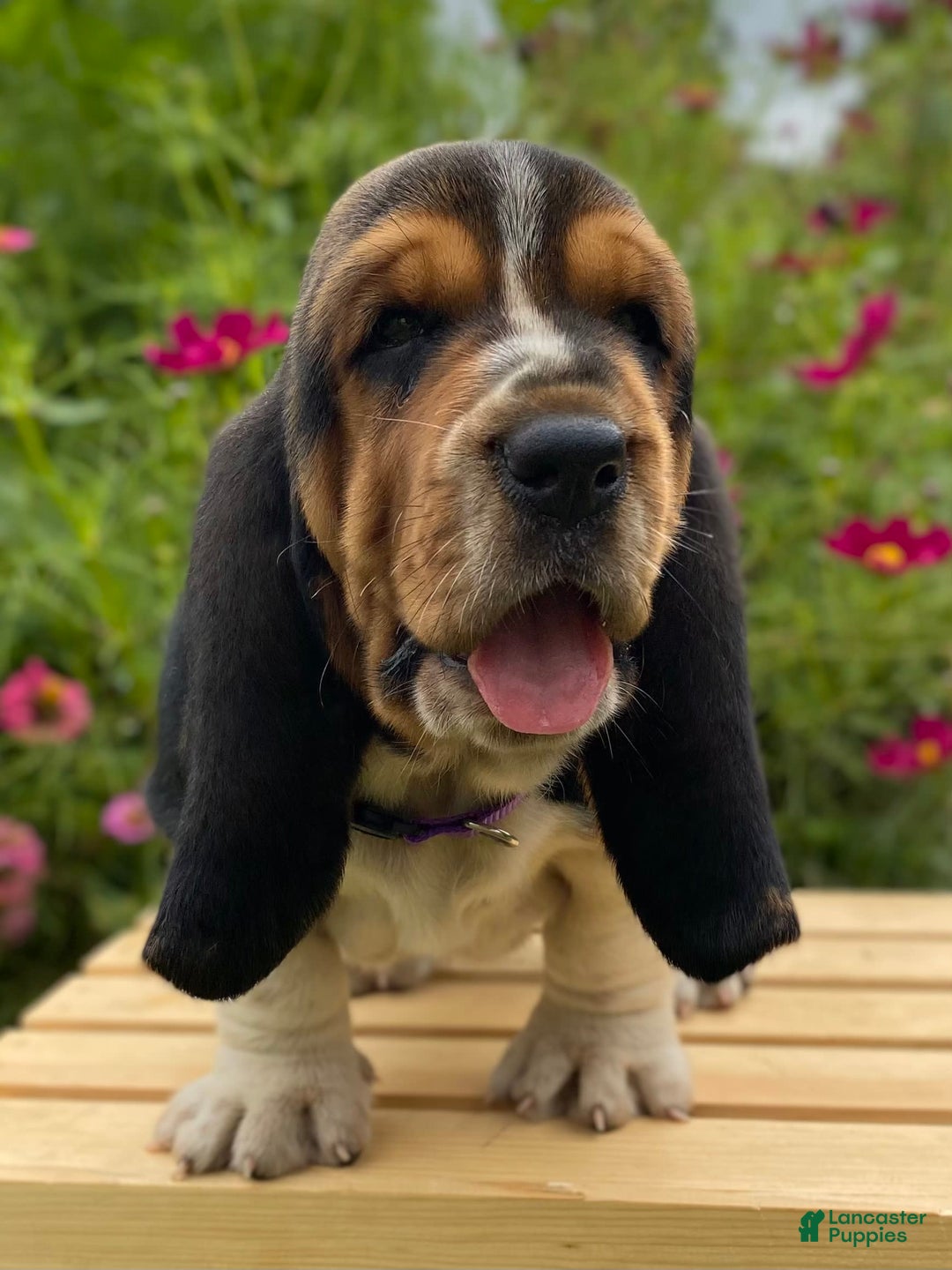 Basset Hound dogs for sale: Sadie - Image 10