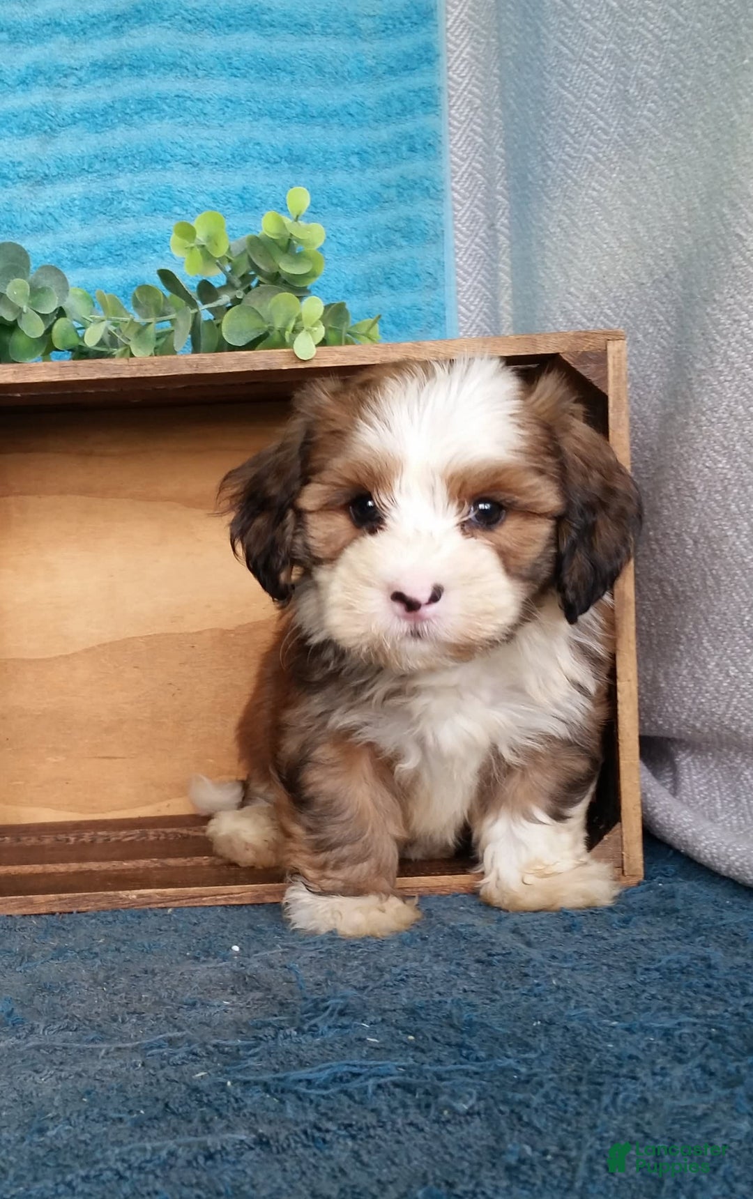 Havanese dogs for sale: Dallas - Image 5
