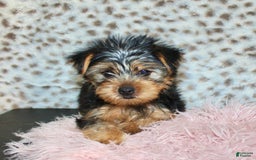 Yorkshire Terrier dogs for sale: Callie - Image 1
