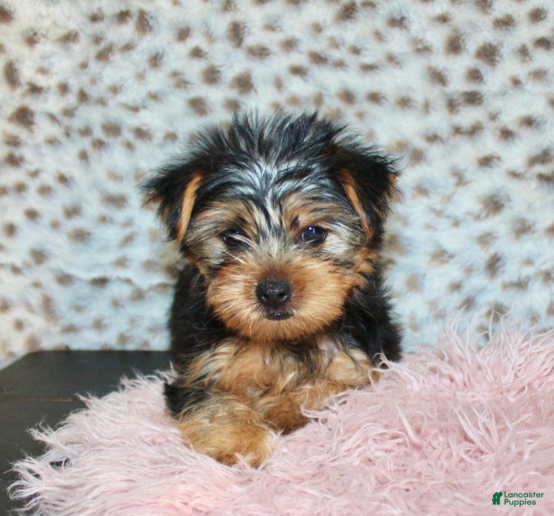 Yorkshire Terrier dogs for sale: Callie - Image 1