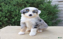 Miniature Australian Shepherd dogs for sale: Miniature Australian Shepherd 8 puppies - Image 22