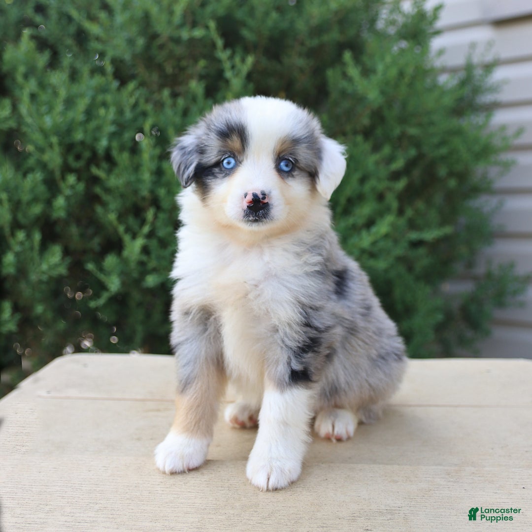 Miniature Australian Shepherd dogs for sale: Miniature Australian Shepherd 8 puppies - Image 22