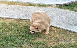 Pomeranian dogs for sale: Giovanna - Image 10