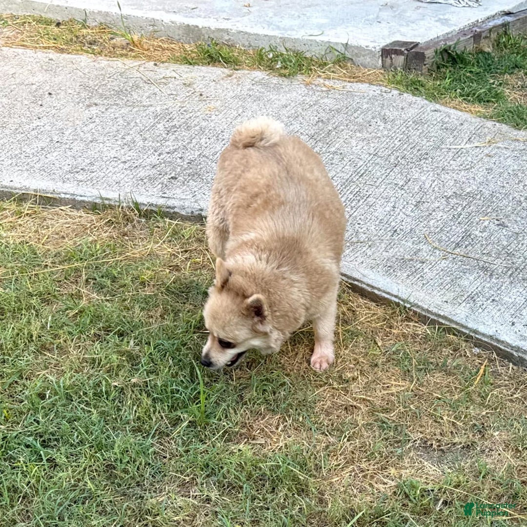 Pomeranian dogs for sale: Giovanna - Image 10
