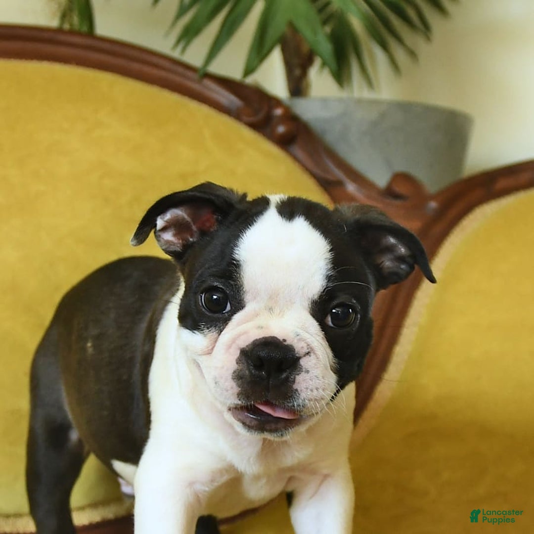 Boston Terrier dogs for sale: Happy - Image 8