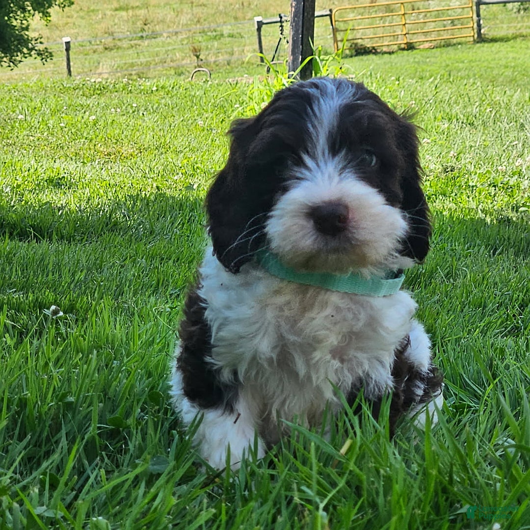 Cockapoo dogs for sale: Lena - Image 2