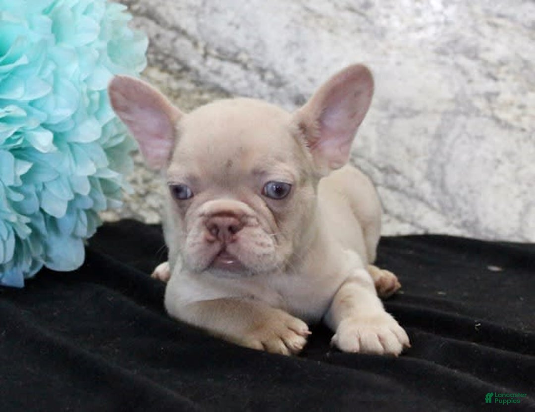 French Bulldog dogs for sale: French Bulldog 4 puppies - Image 4