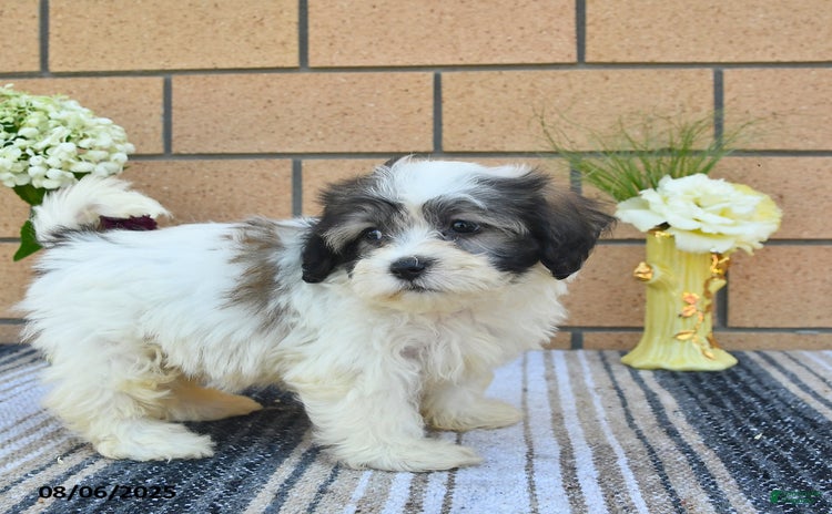 Teddy Bear dogs for sale - Ad 4