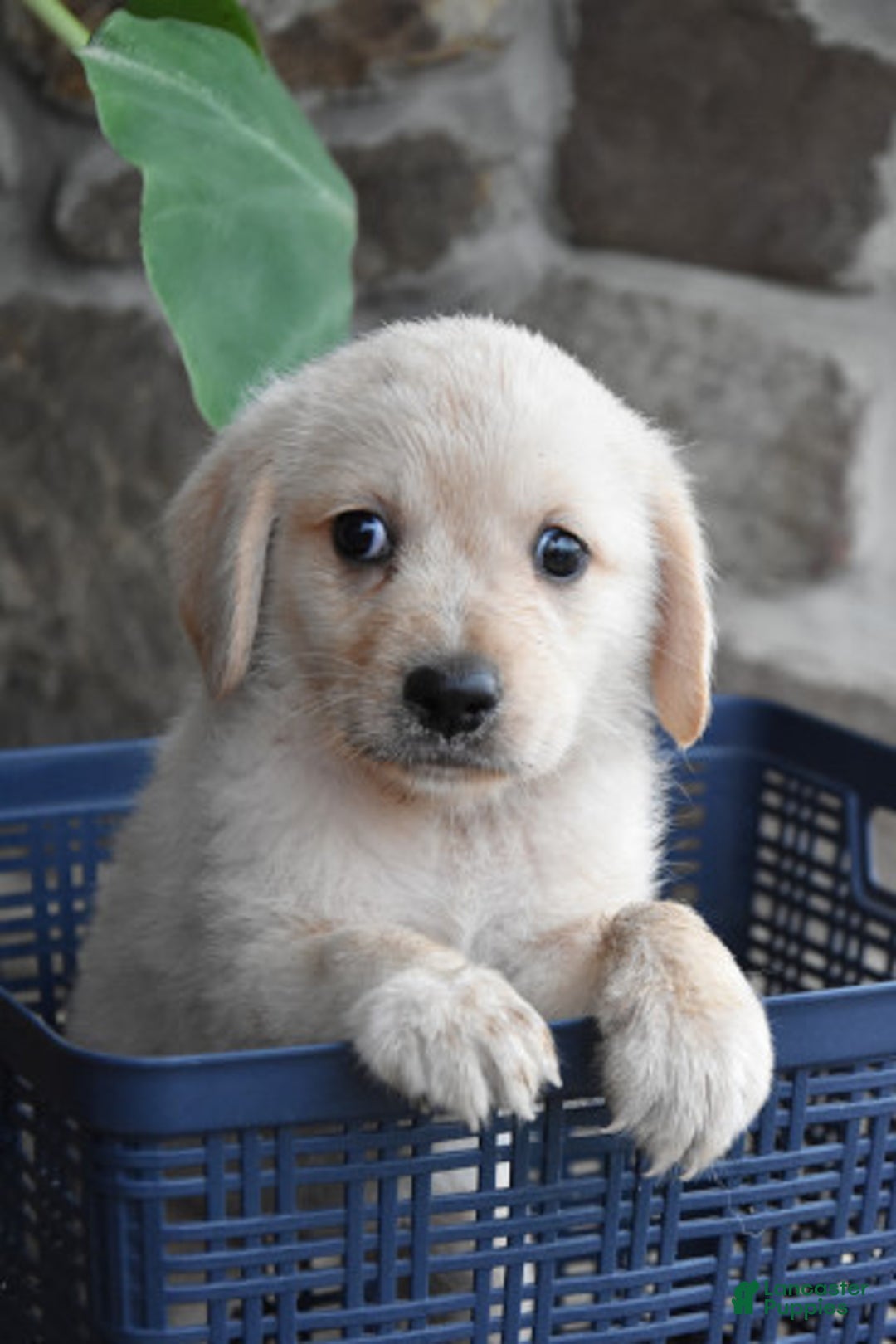 Miniature Bernese Mountain Dog dogs for sale: Taylor - Image 2