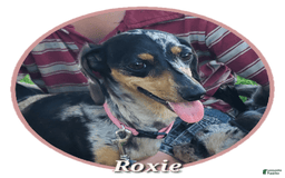 Miniature Dachshund dogs for sale: Debbie - Image 9