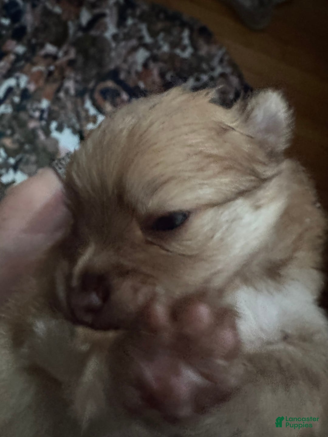 Pomeranian dogs for sale: Jake - Image 16