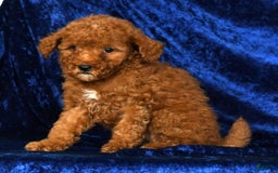 Mini Goldendoodle dogs for sale: Daisy - Image 6