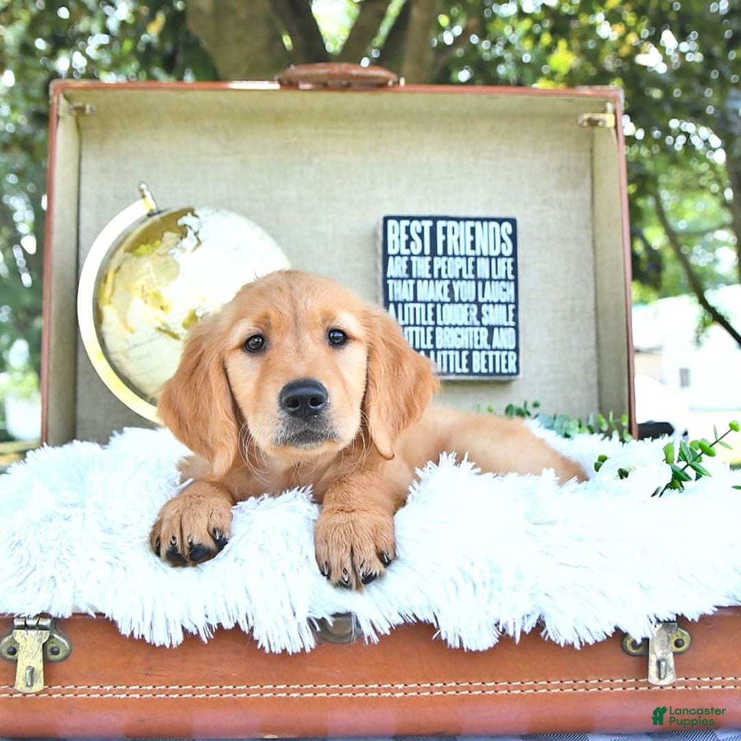 Golden Retriever dogs for sale: Addelyn - Image 2