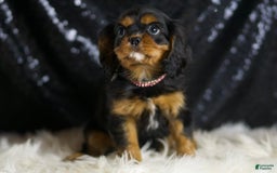 Cavalier King Charles Spaniel dogs for sale: Birdie - Image 1