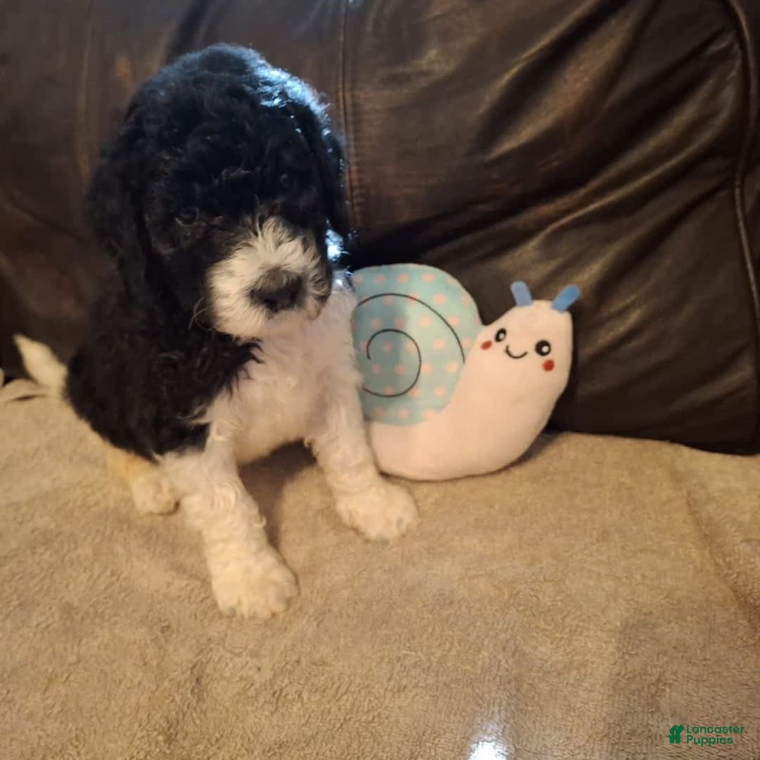 Labradoodle dogs for sale: Heliotrope - Image 3