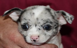 Chihuahua dogs for sale: Ian - Image 2