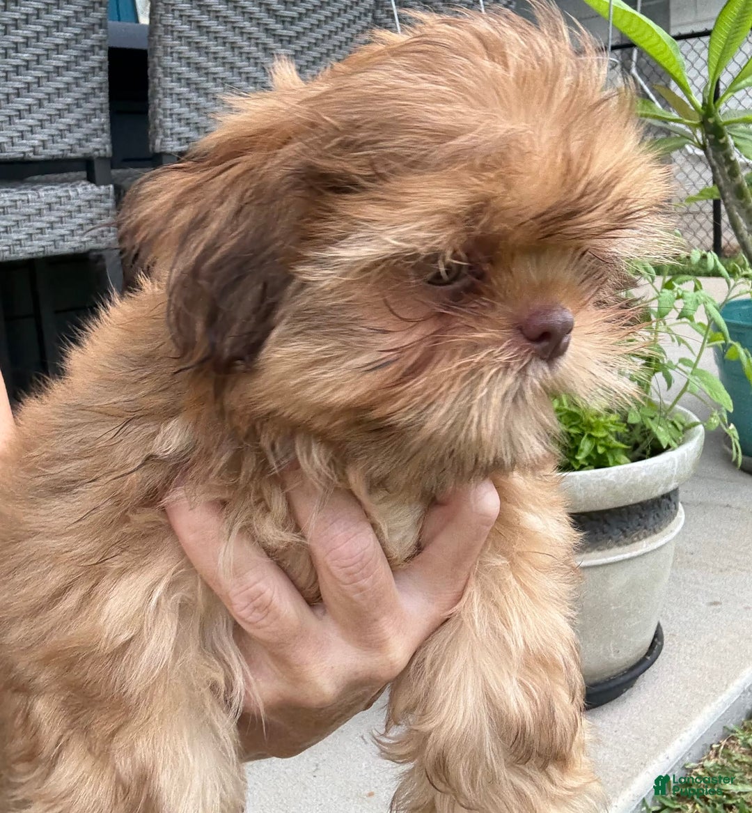 Shih Tzu dogs for sale: Brennan - Image 3