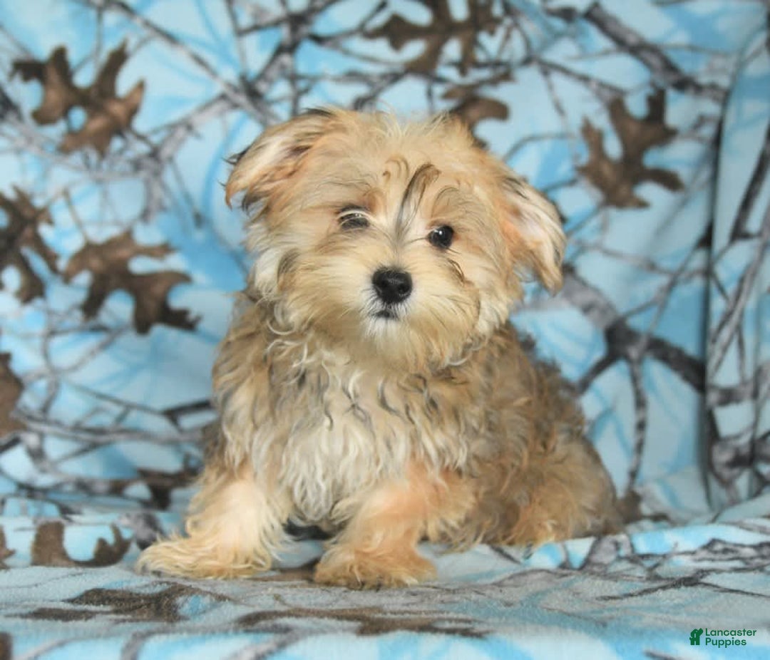 Morkie dogs for sale: Murphy - Image 19