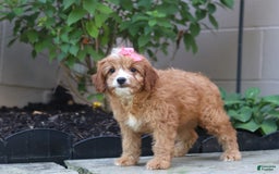 Cavapoo dogs for sale: Lily - Image 2