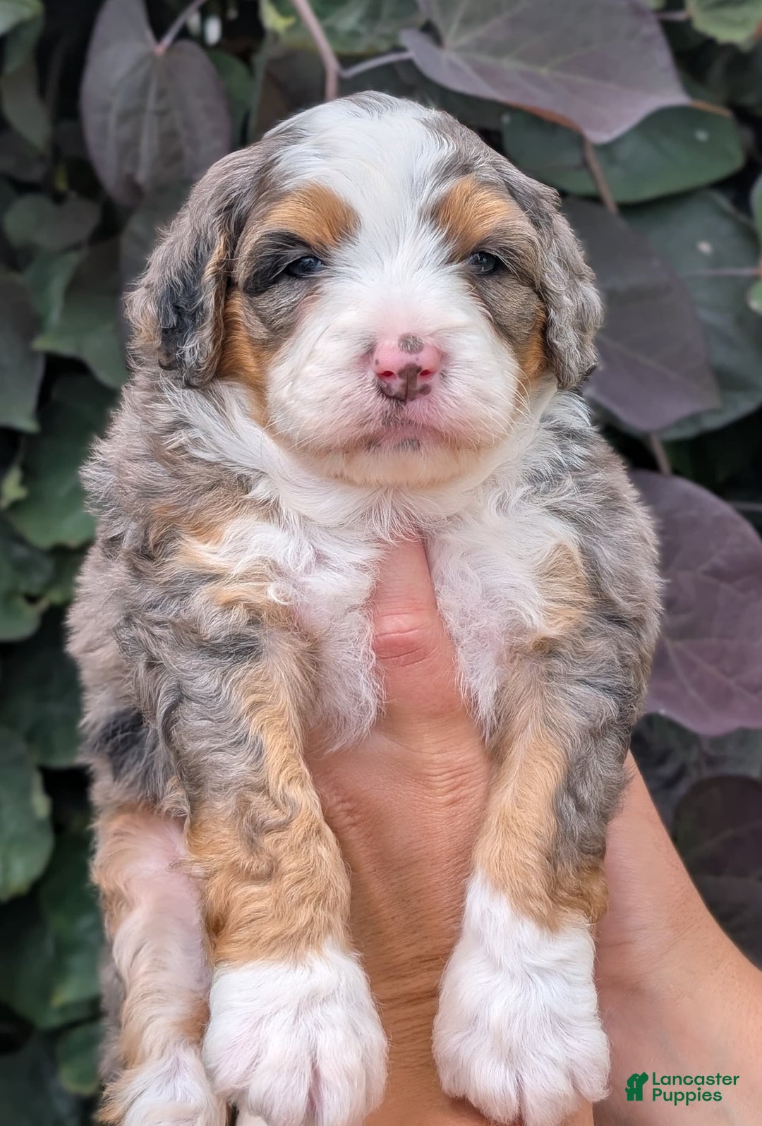 Mini Bernedoodle dogs for sale: Indy - Image 14