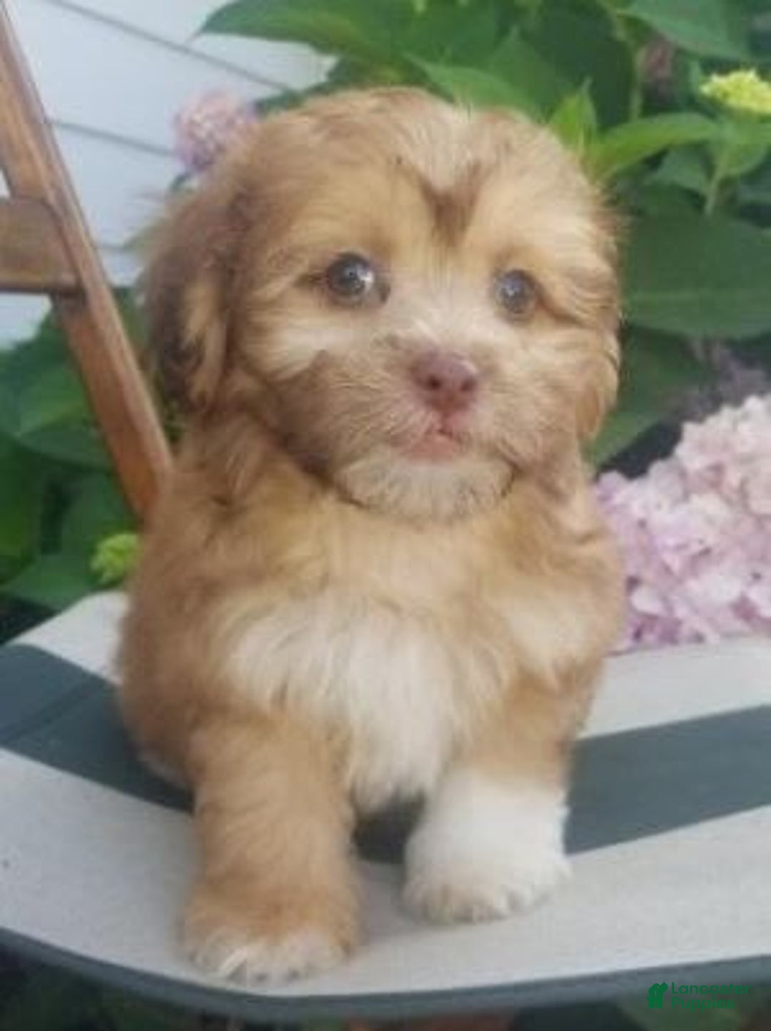Shihpoo dogs for sale: Josey - Image 5