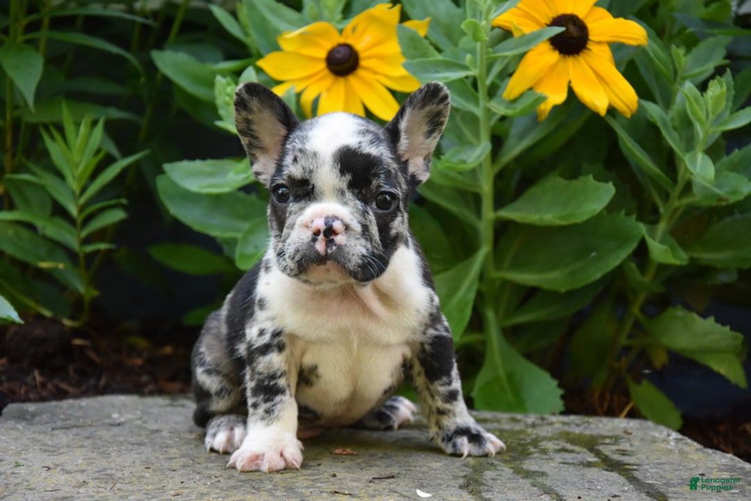 French Bulldog dogs for sale: Jasper - Image 2