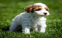 Toy Poodle dogs for sale: Pepper Lace - Image 3