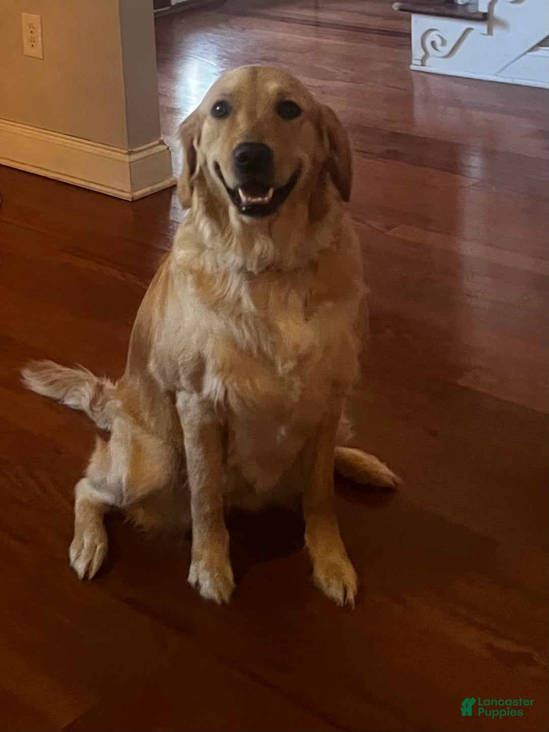 Golden Retriever dogs for sale: Blue Male - Image 2