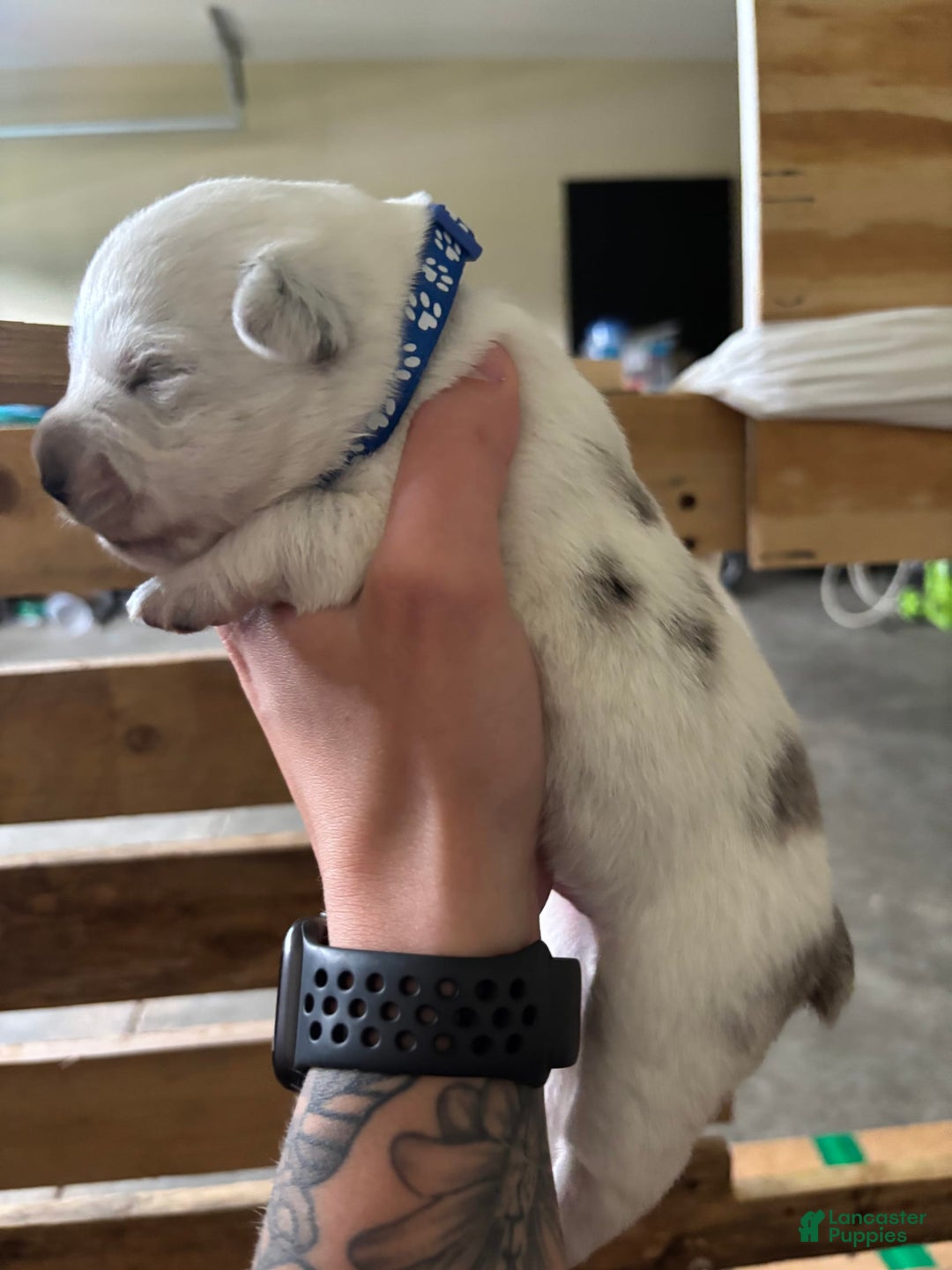 American Corgi dogs for sale: Blue - Image 2
