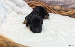 Cockapoo dogs for sale: Nigel - Image 9