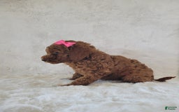  dogs for sale: Mini Goldendoodle 7 puppies - Image 14