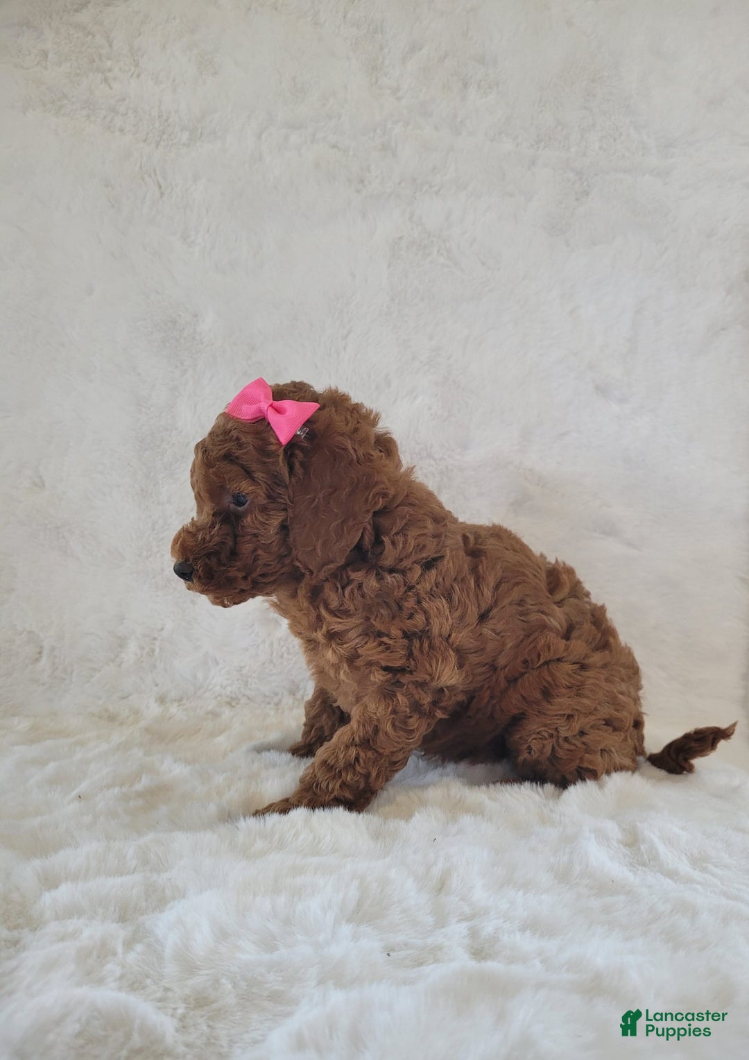  dogs for sale: Mini Goldendoodle 7 puppies - Image 14