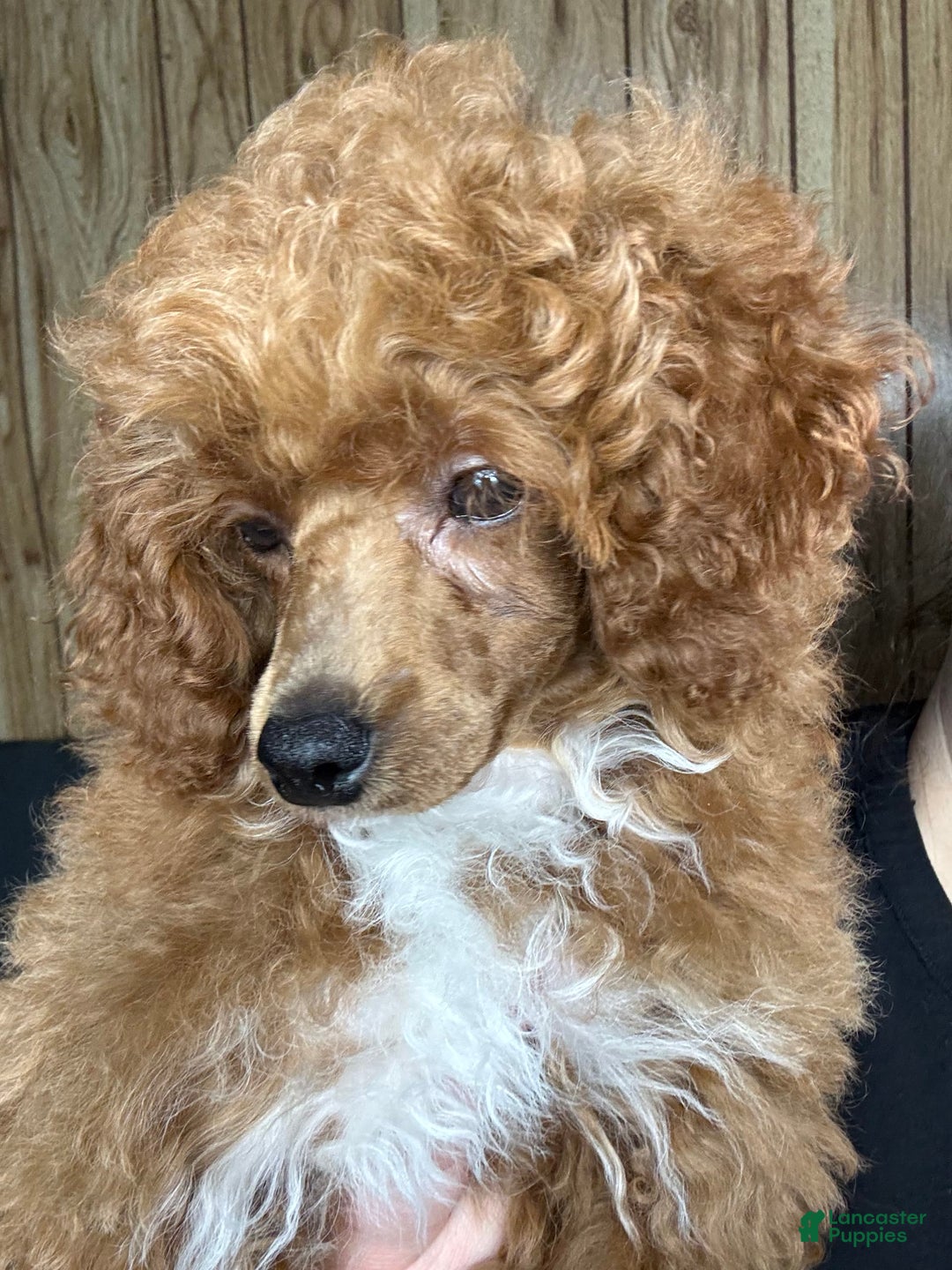 Toy Poodle dogs for sale: Maxi - Image 24