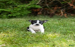 Boston Terrier dogs for sale: Boston Terrier 9 puppies - Image 5