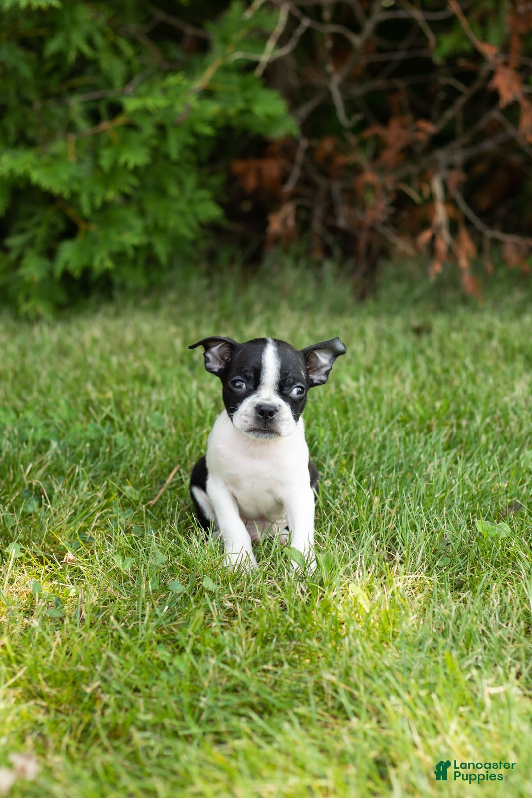 Boston Terrier dogs for sale: Boston Terrier 9 puppies - Image 5