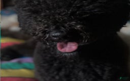 Portuguese Water Dog dogs for sale: Angele - Image 3