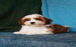 Havanese dogs for sale: Chase - Image 3