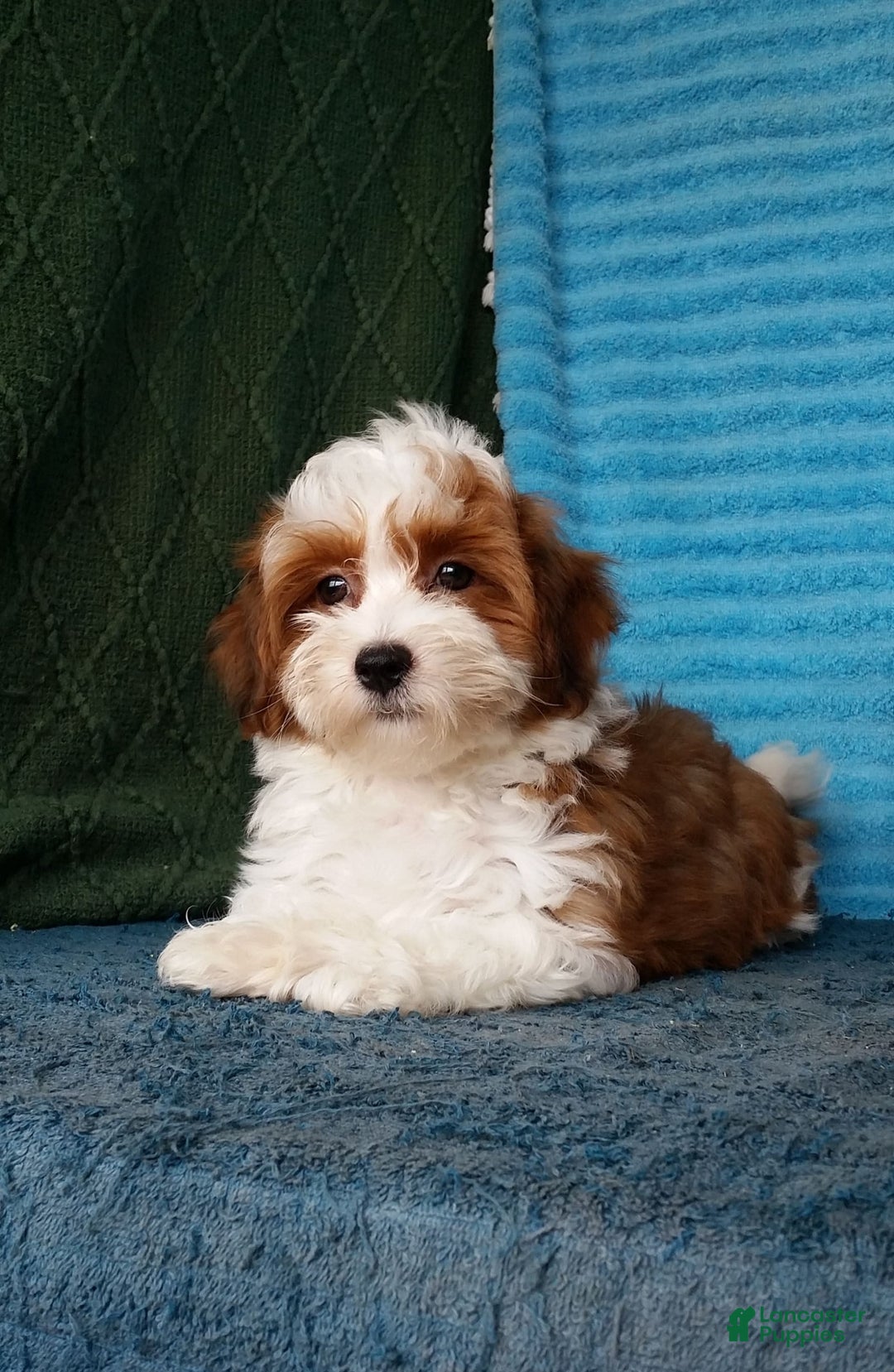 Havanese dogs for sale: Chase - Image 3
