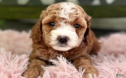 Cavapoo dogs for sale: Braxton - Image 1