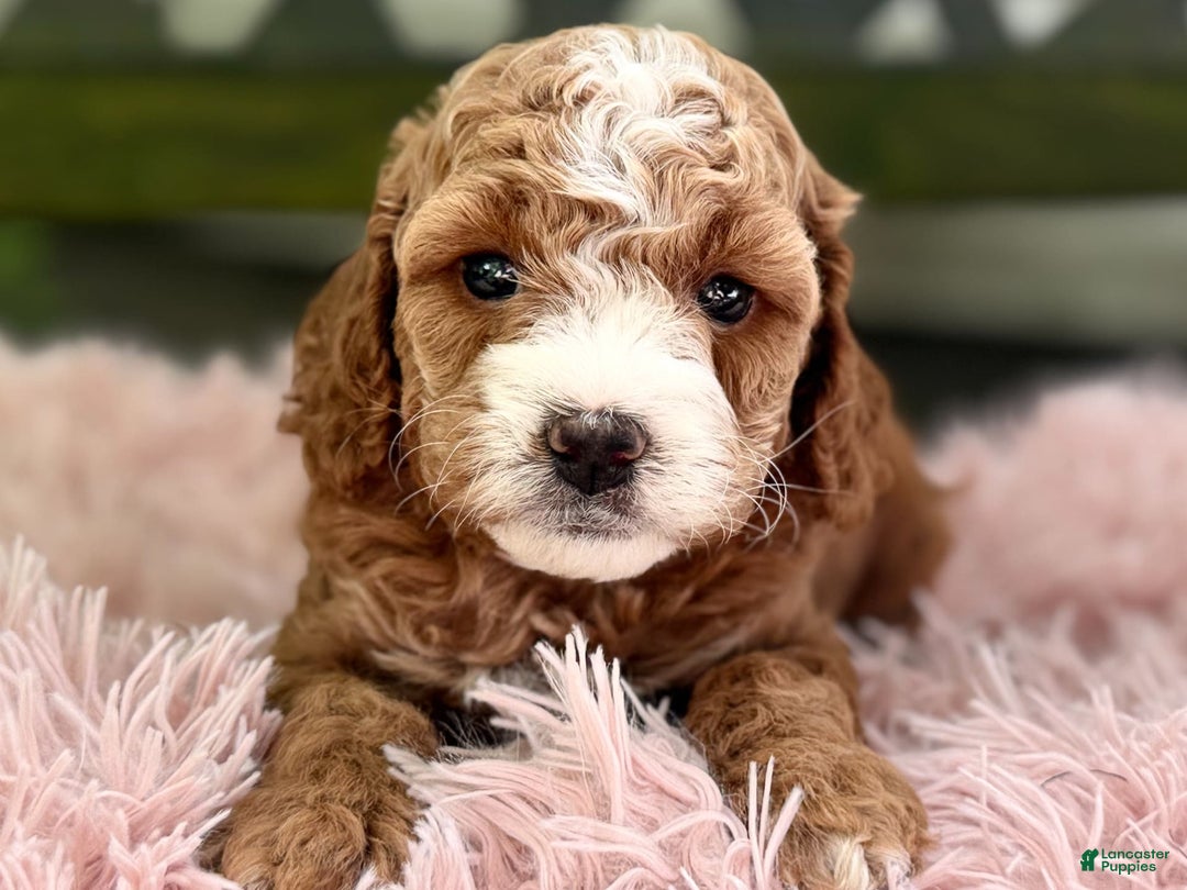 Cavapoo dogs for sale: Braxton - Image 1