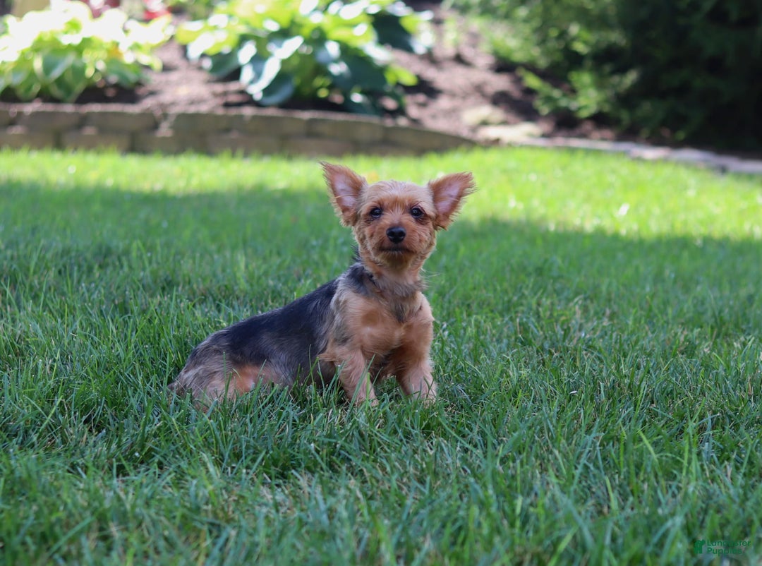 Morkie dogs for sale: Tyler - Image 6