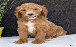 Goldendoodle dogs for sale: Zoey - Image 10