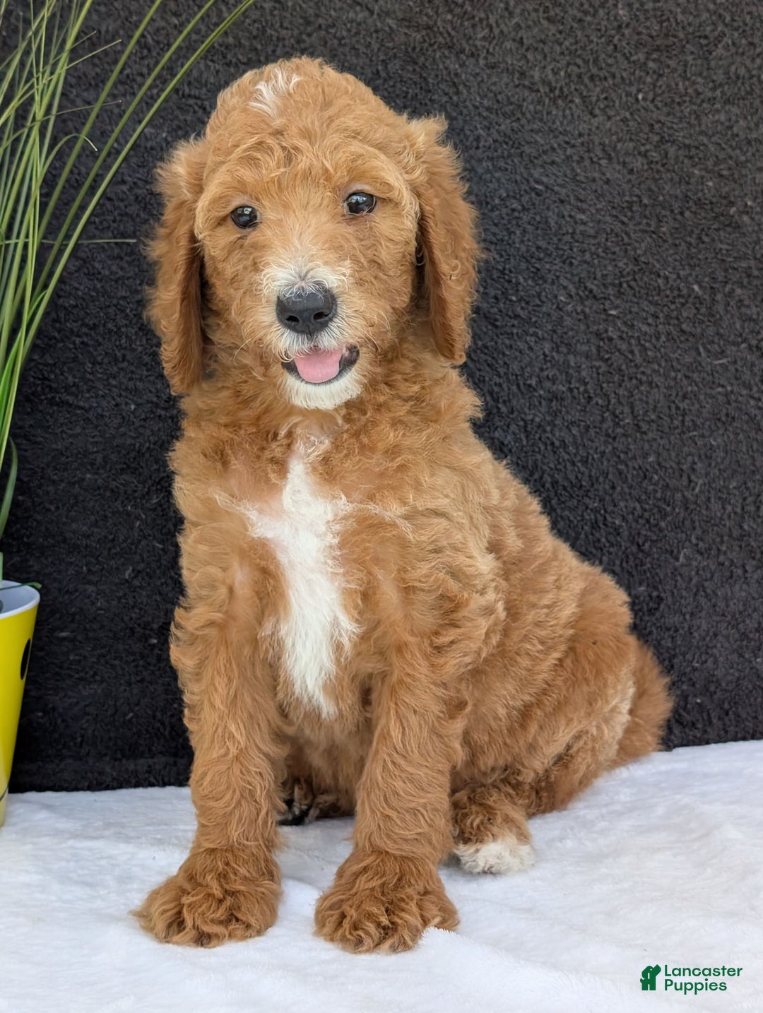 Goldendoodle dogs for sale: Zoey - Image 10
