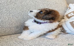 Saint Berdoodles dogs for sale: Indie Mini Saint Berdoodle - Image 1