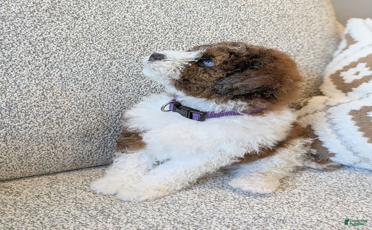 Saint Berdoodles dogs for sale - Ad 3