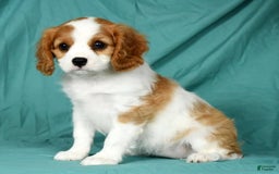 Cavalier King Charles Spaniel dogs for sale: Izzy - Image 1